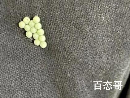 专家:衣服上发现荔蝽虫卵要当心 到底是怎么回事